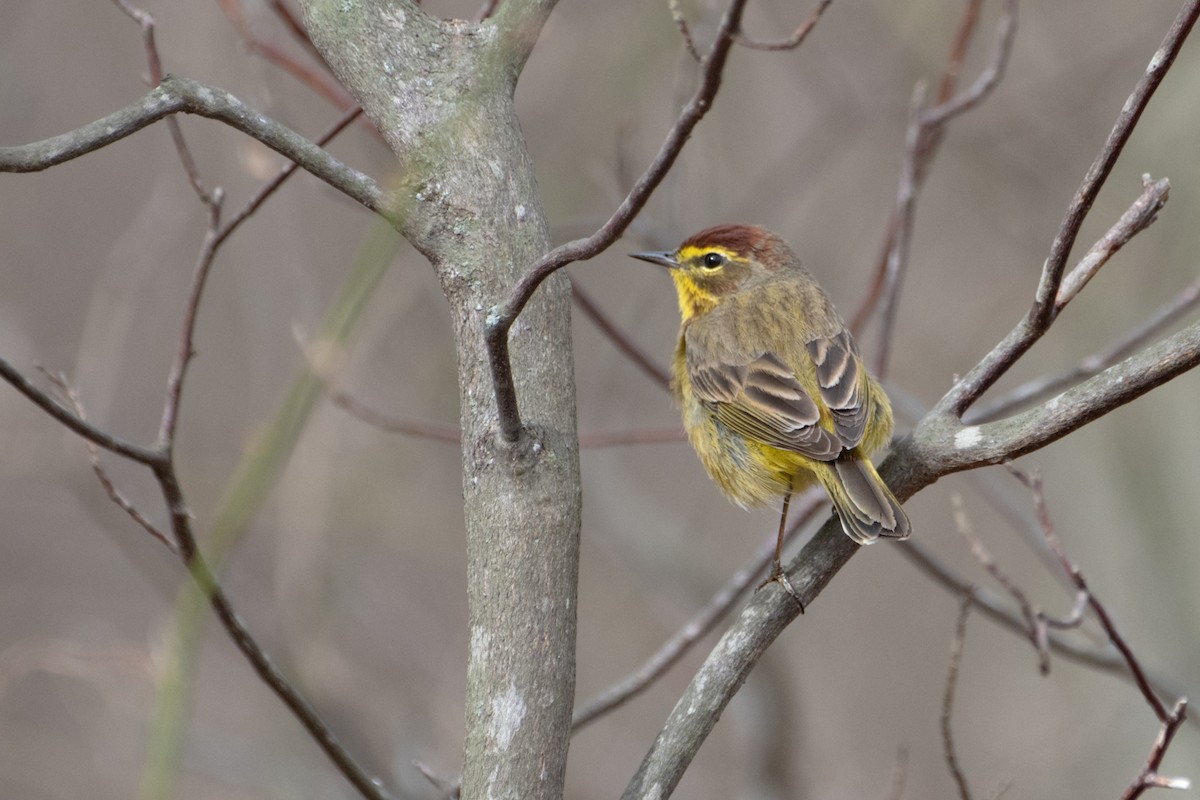Palm Warbler - ML633198938