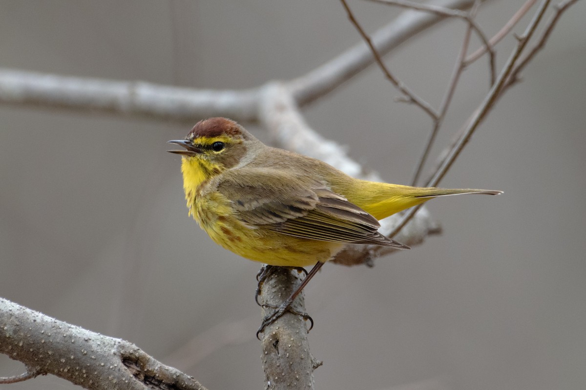 Palm Warbler - ML633198939