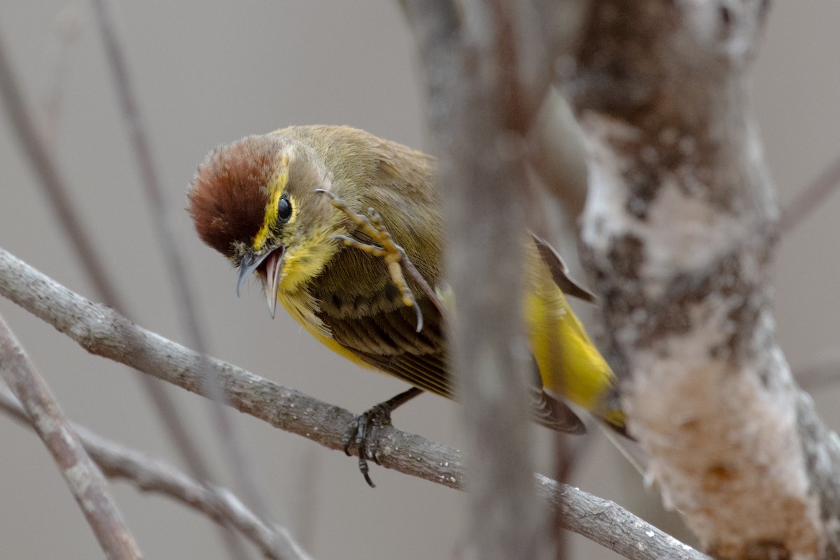Palm Warbler - ML633198940