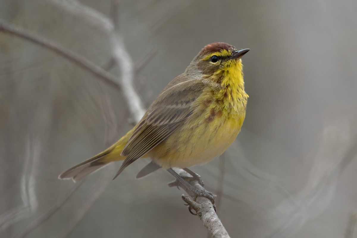 Palm Warbler - ML633198942