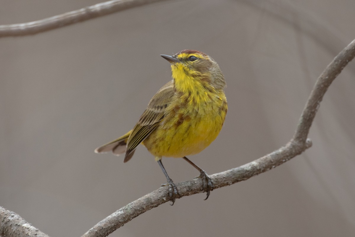 Palm Warbler - ML633198943