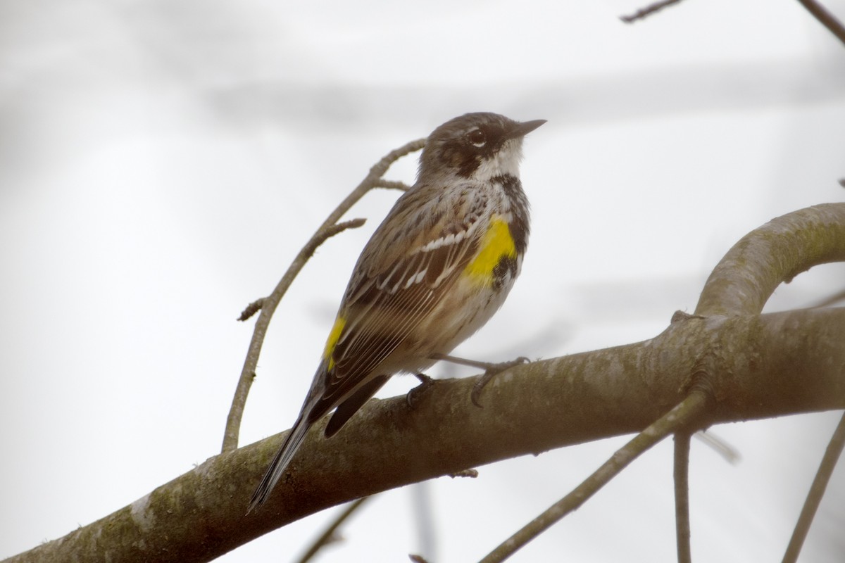 Yellow-rumped Warbler - ML633198962