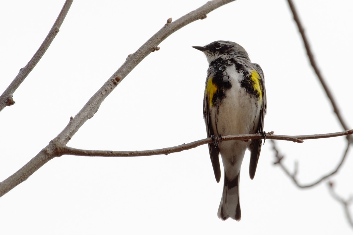 Yellow-rumped Warbler - ML633198963