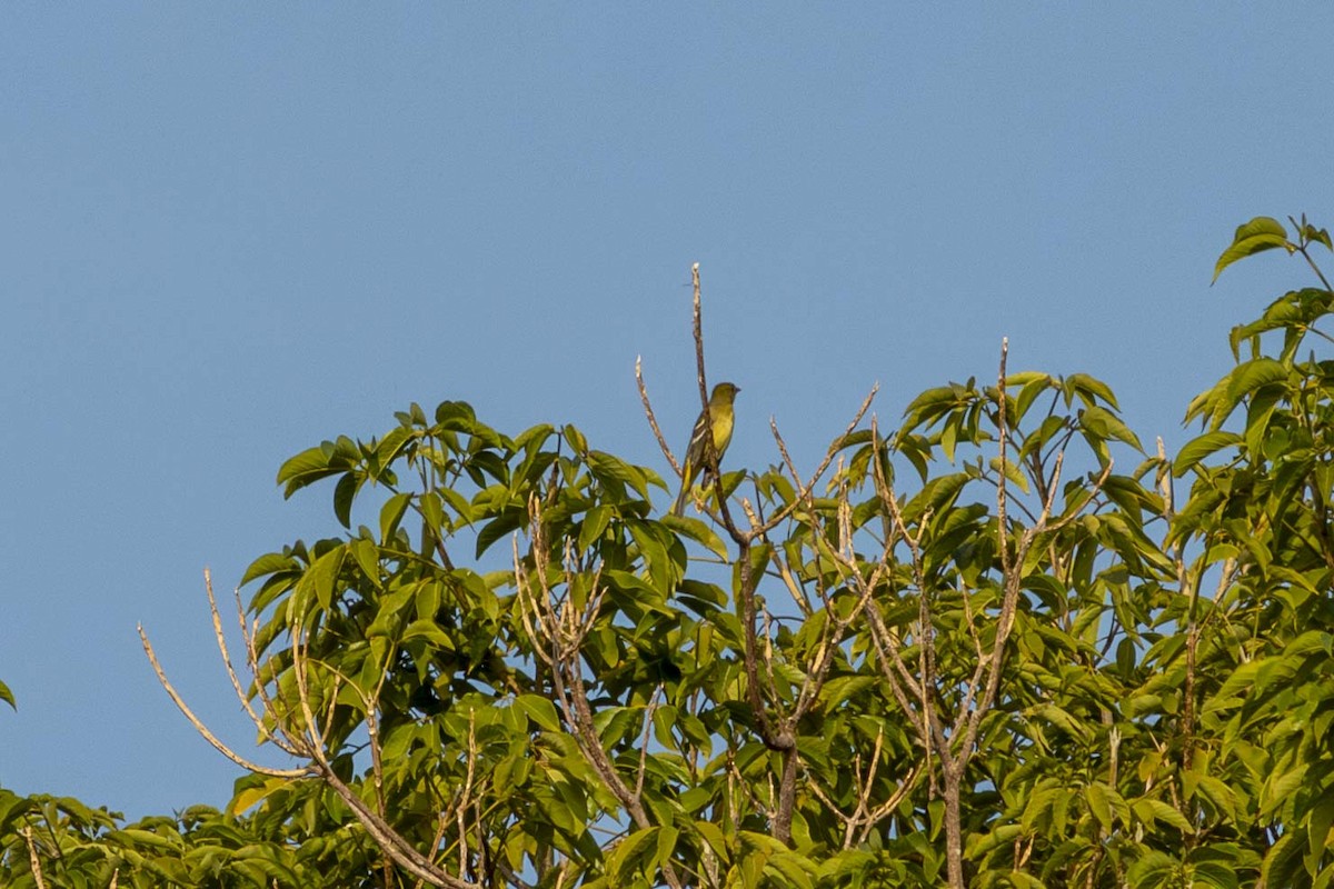 Western Tanager - ML633199298