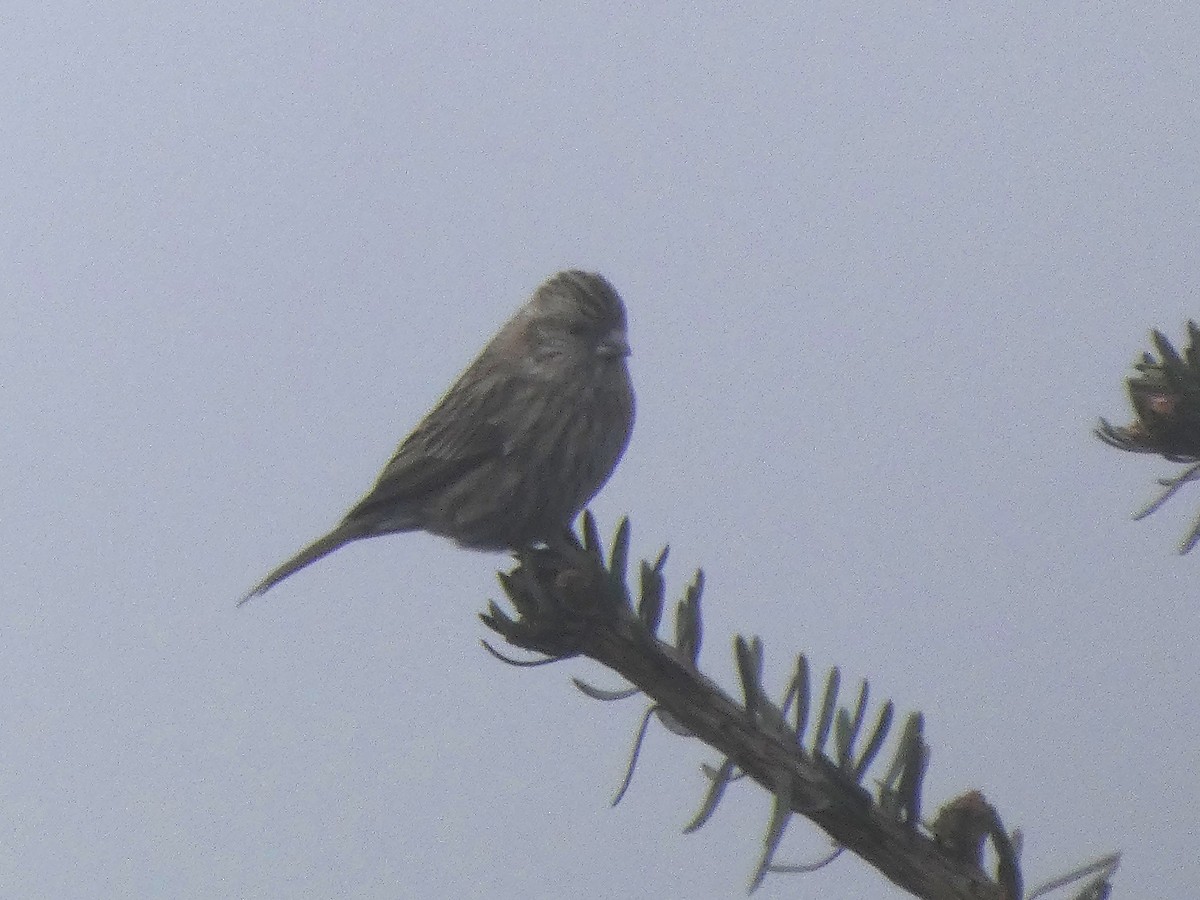 Pink-browed Rosefinch - ML633199504