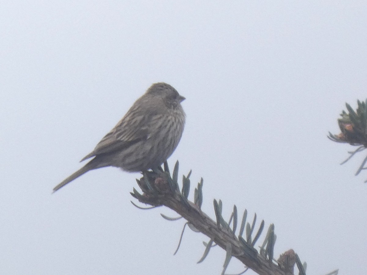 Pink-browed Rosefinch - ML633199513