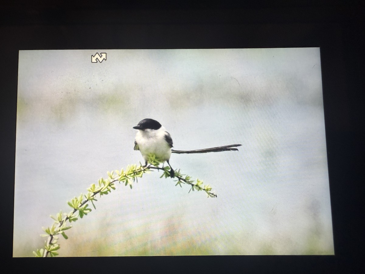Fork-tailed Flycatcher - ML633199521