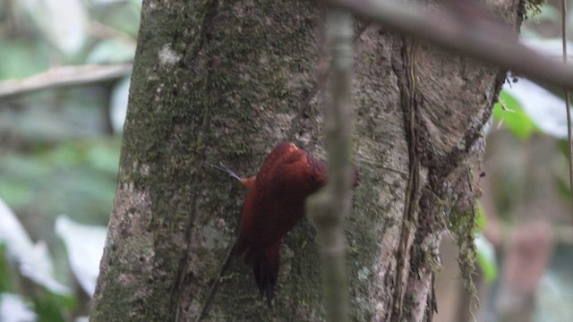 Pic mordoré - ML633199686