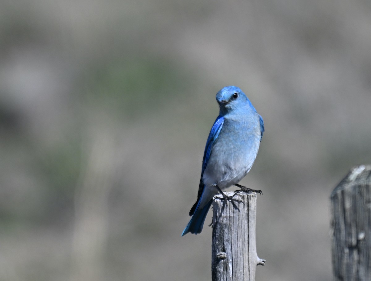 Mountain Bluebird - ML633199725