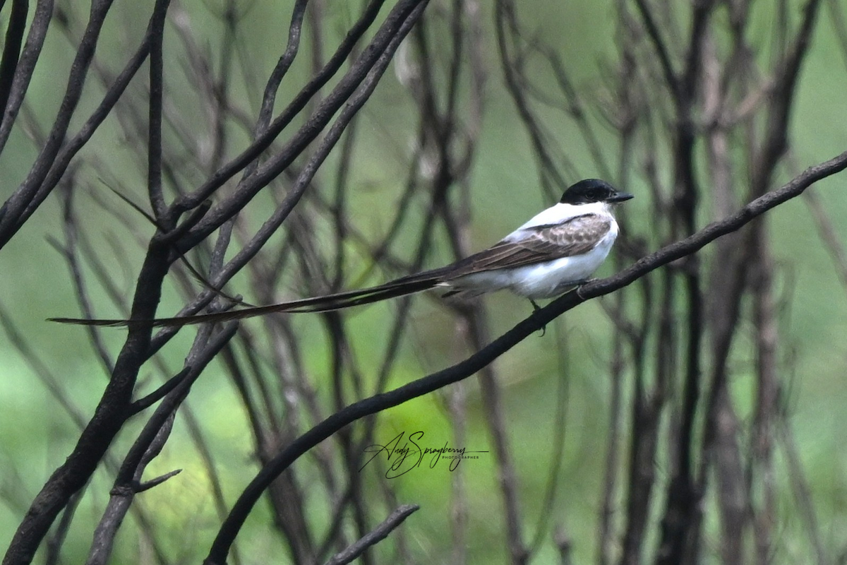 Fork-tailed Flycatcher - ML633199740