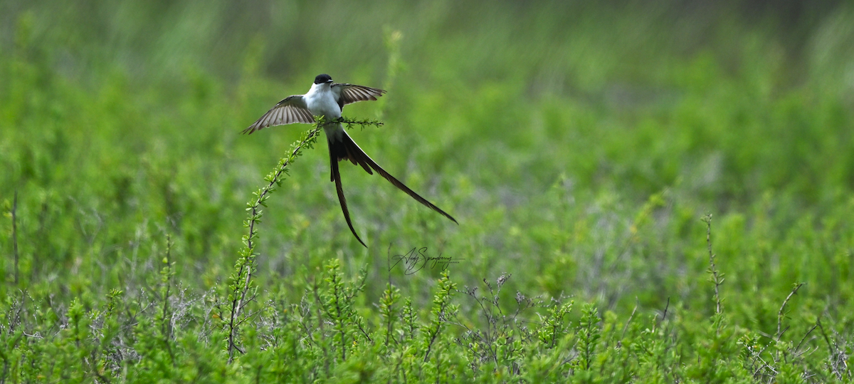 Fork-tailed Flycatcher - ML633199741