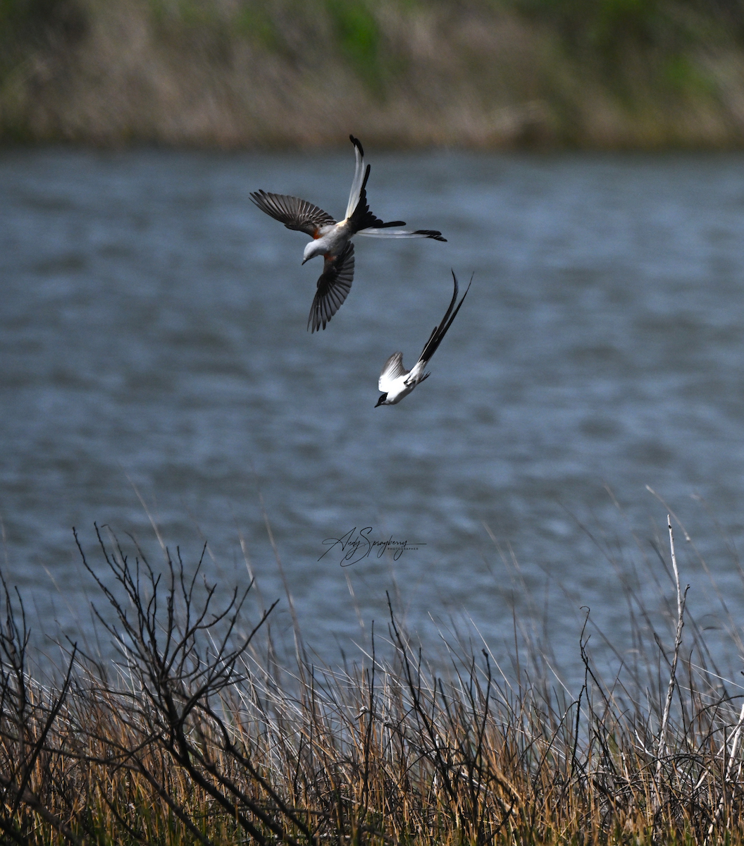 Fork-tailed Flycatcher - ML633199745