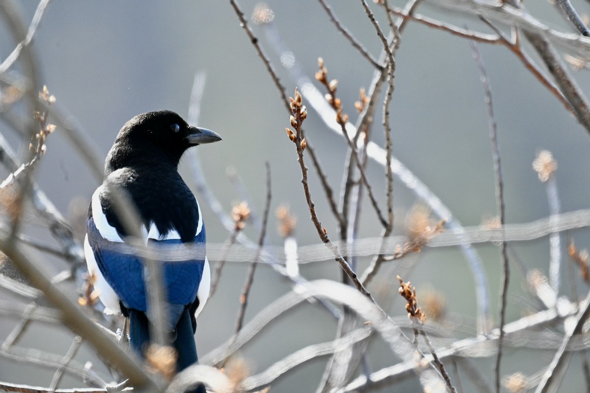 Black-billed Magpie - ML633199819