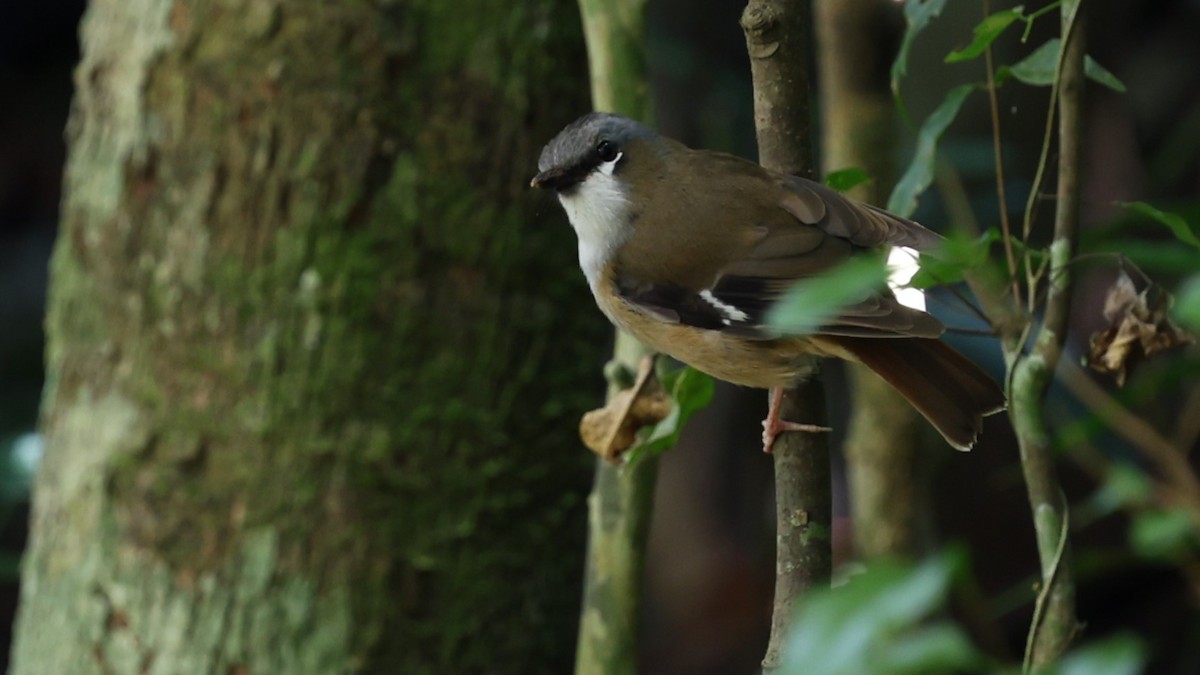 Gray-headed Robin - ML633199891