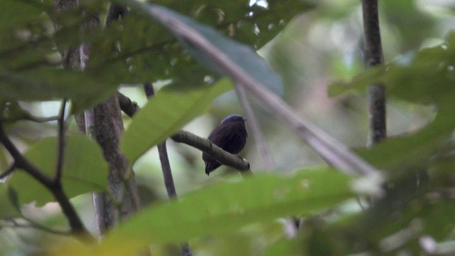 Blue-capped Manakin - ML633199899