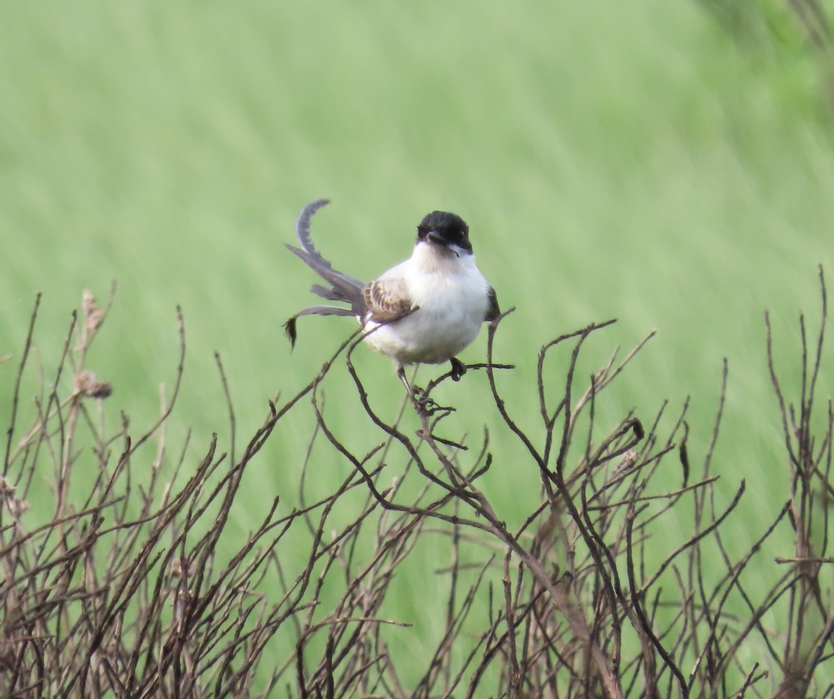 Fork-tailed Flycatcher - ML633199981