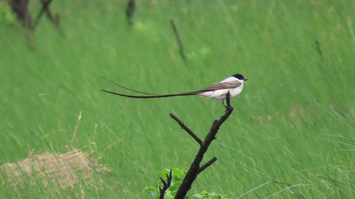 Fork-tailed Flycatcher - ML633199982