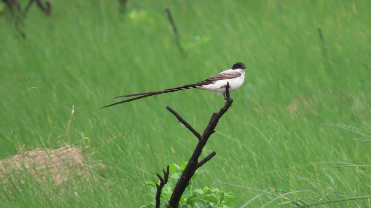 Fork-tailed Flycatcher - ML633199983