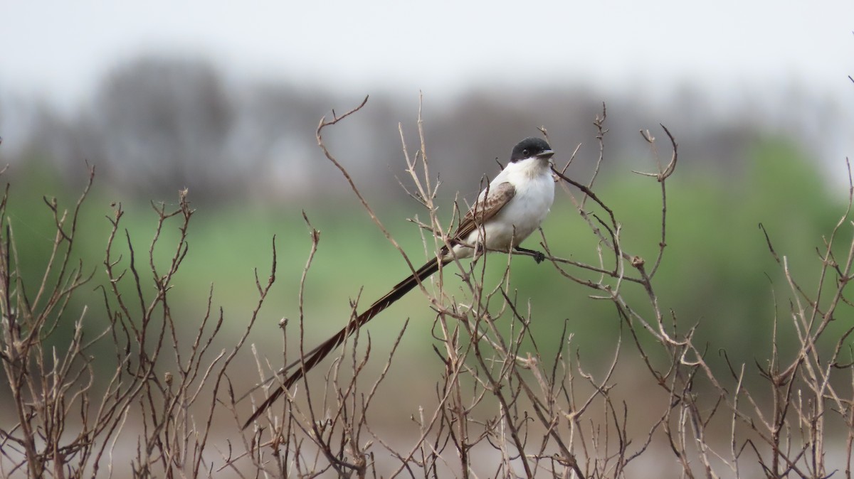 Fork-tailed Flycatcher - ML633199984