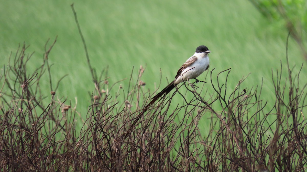 Fork-tailed Flycatcher - ML633199985