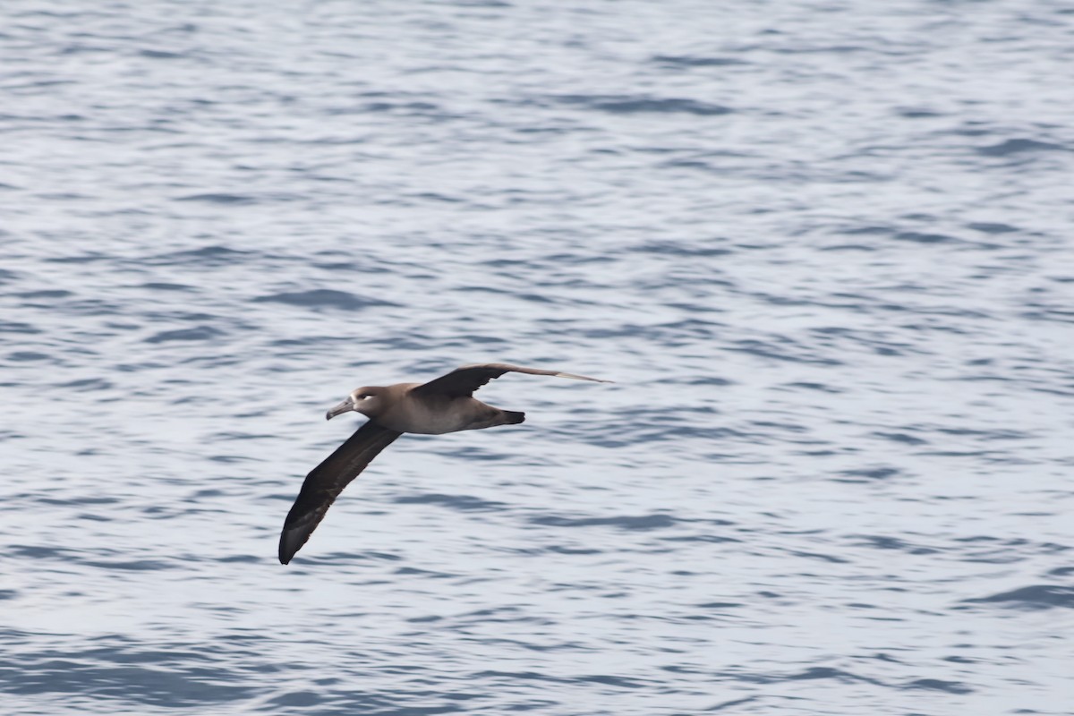 Black-footed Albatross - ML633200167