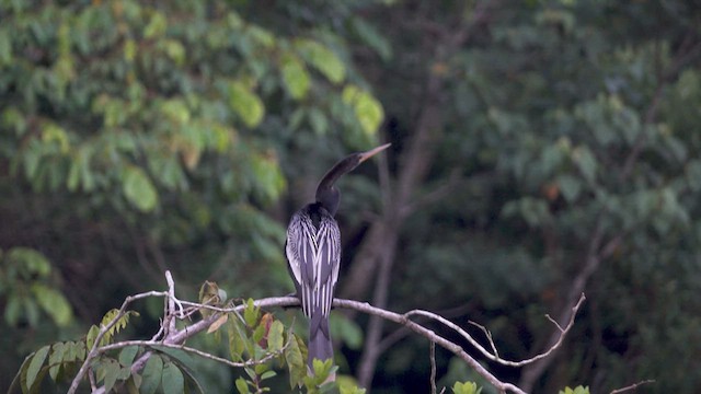Anhinga - ML633200290