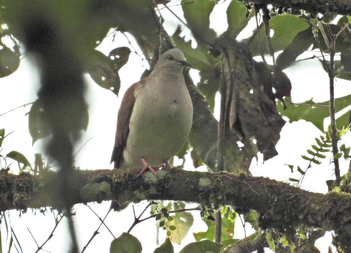 Pallid Dove - ML633200347