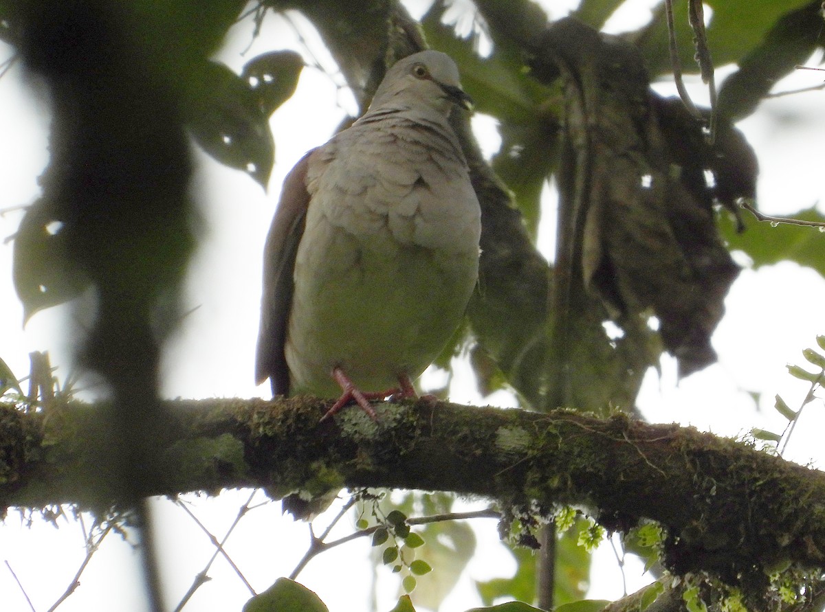 Pallid Dove - ML633200349