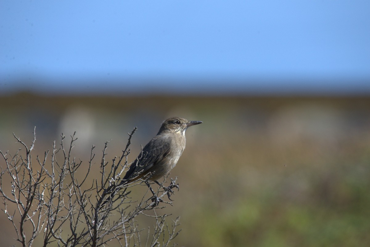 Great Shrike-Tyrant - ML633200353
