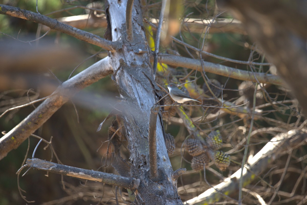 Fire-eyed Diucon - ML633200381