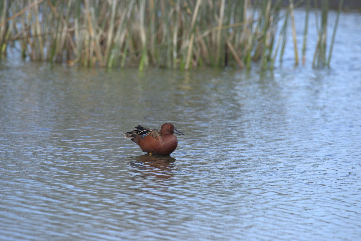 Cinnamon Teal - ML633200403