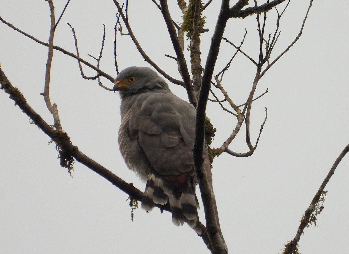 Roadside Hawk - ML633200424