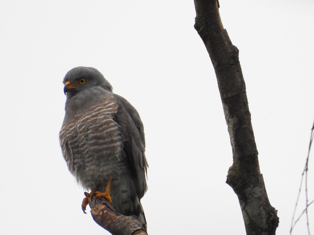 Roadside Hawk - ML633200430