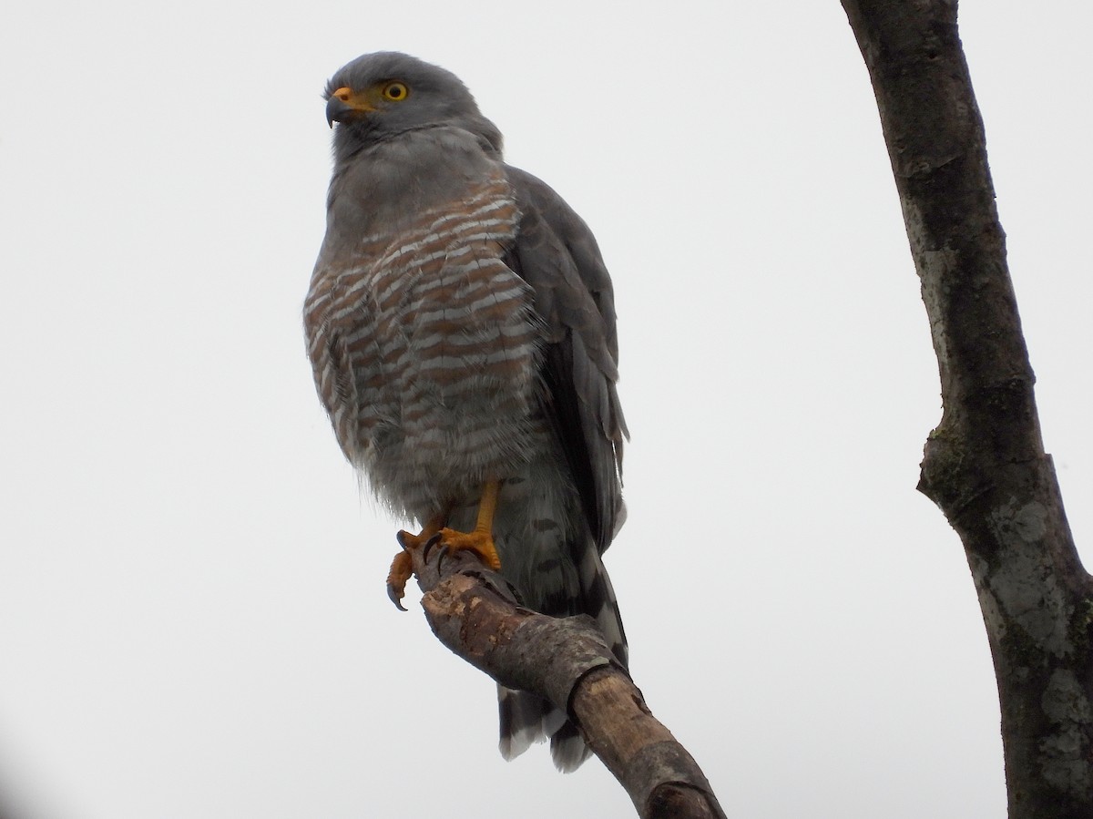 Roadside Hawk - ML633200434