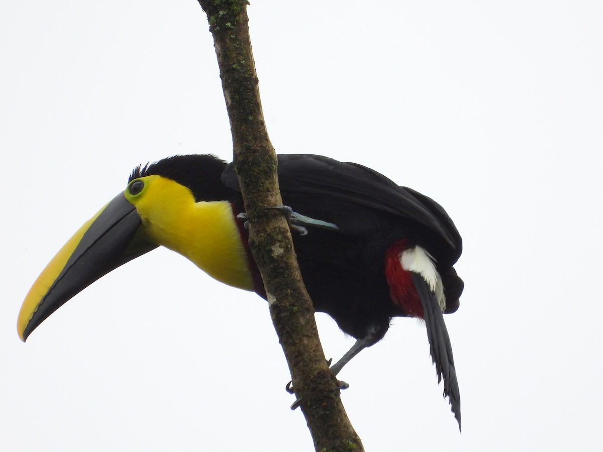 Toucan du Choco - ML633200524