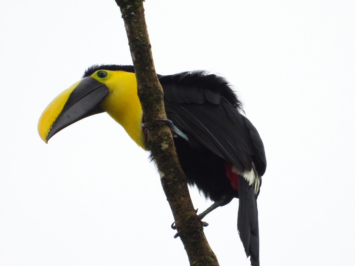 Toucan du Choco - ML633200532