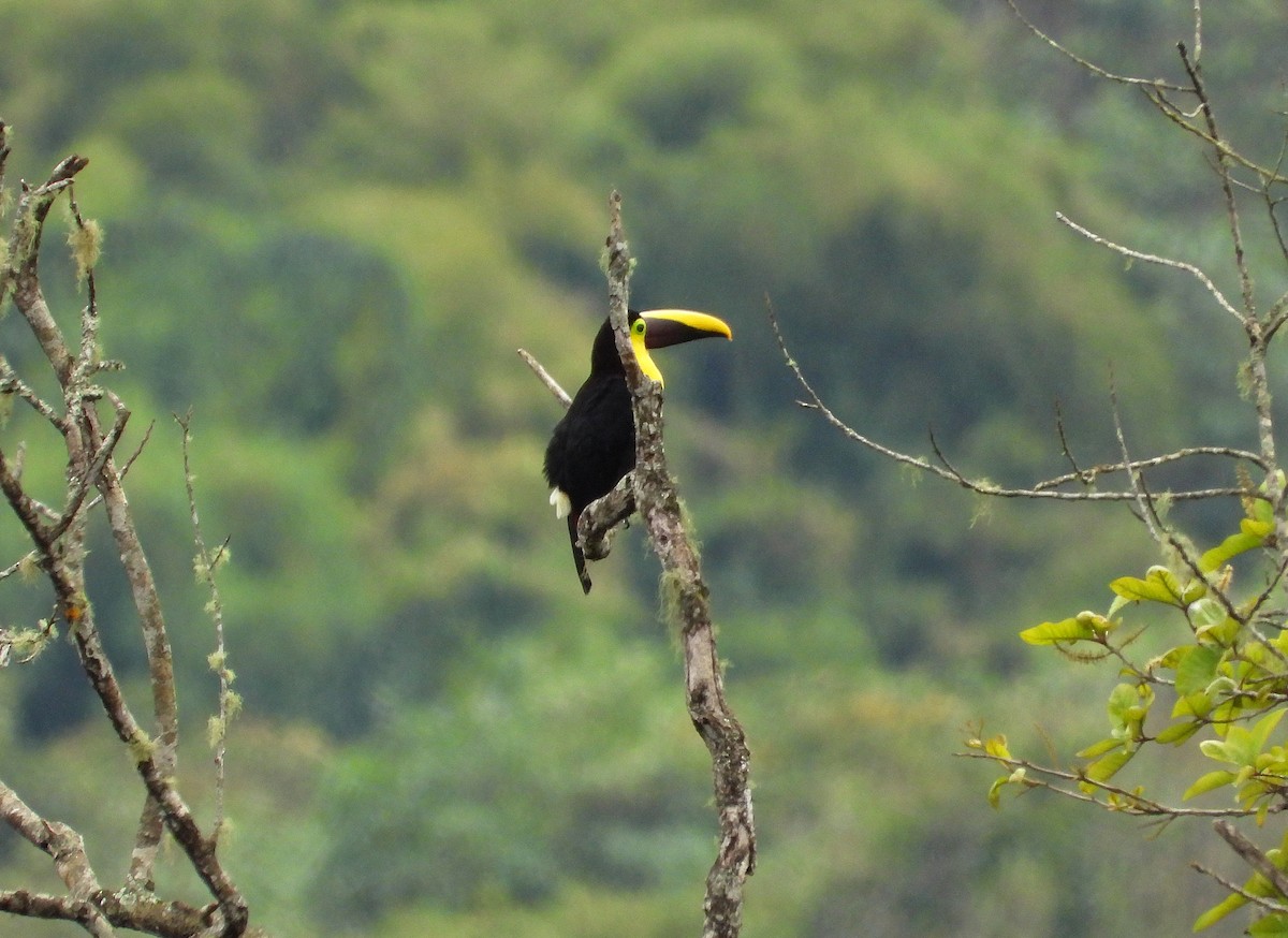 Yellow-throated Toucan - ML633200555
