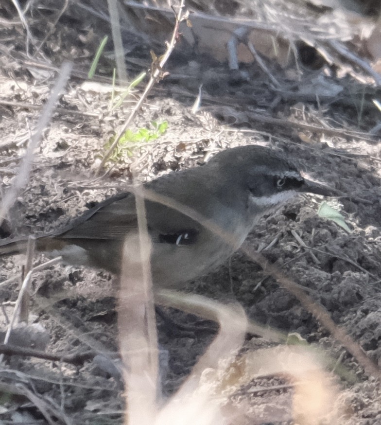 White-browed Scrubwren (White-browed) - ML633200605