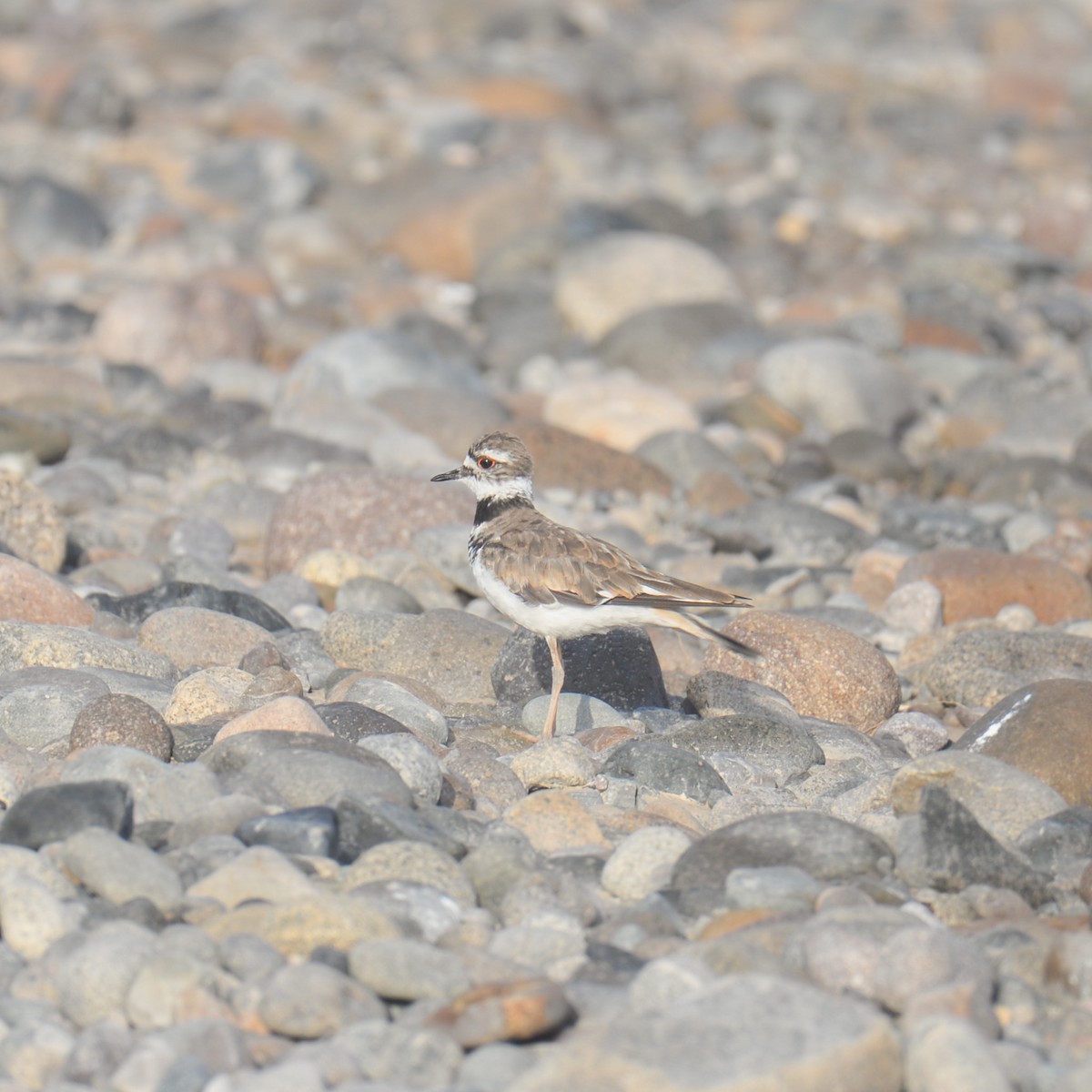 Killdeer - ML633200646