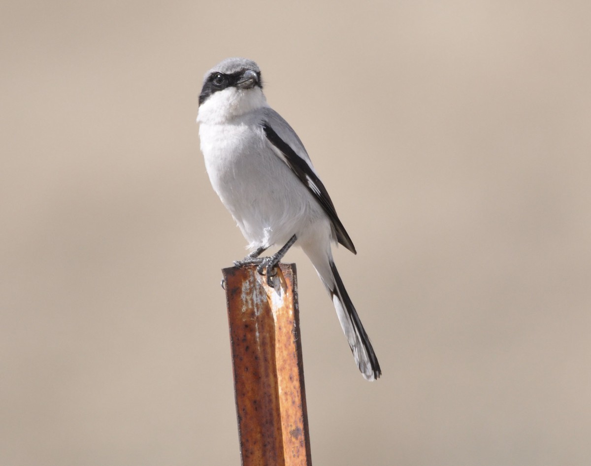 Loggerhead Shrike - ML633200656