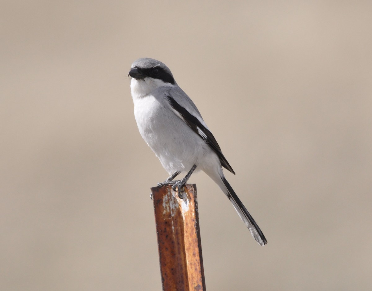 Loggerhead Shrike - ML633200657
