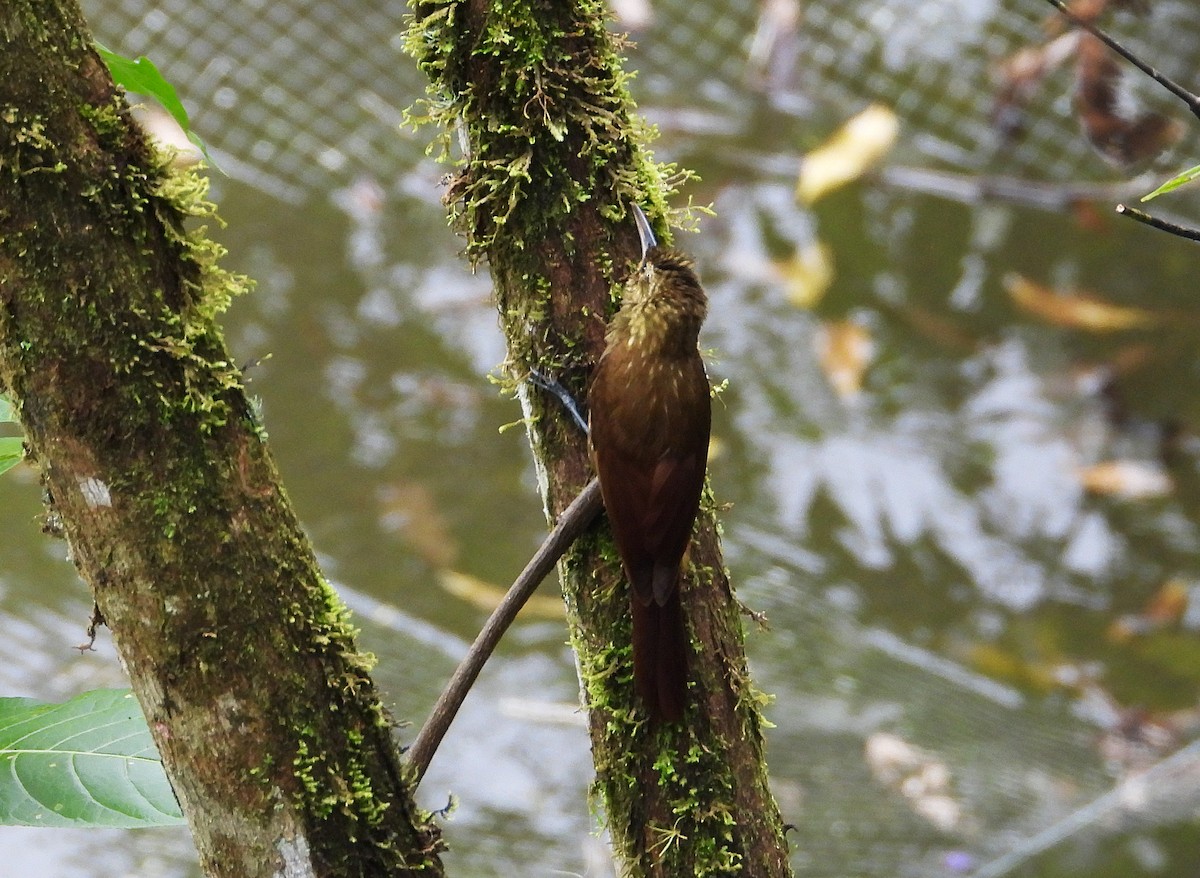 Spotted Woodcreeper - ML633200723