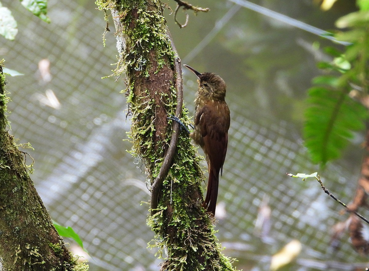 Spotted Woodcreeper - ML633200728