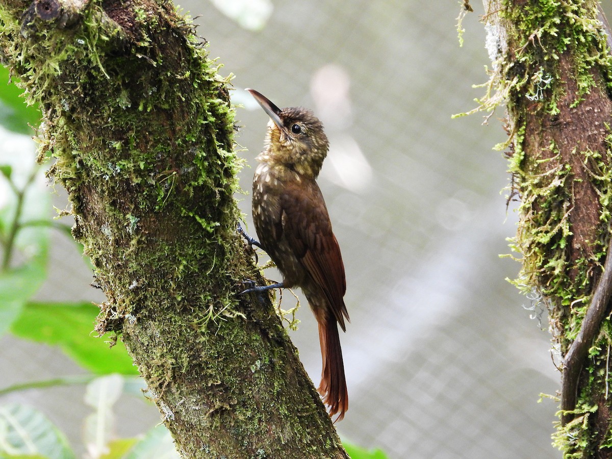 Spotted Woodcreeper - ML633200729