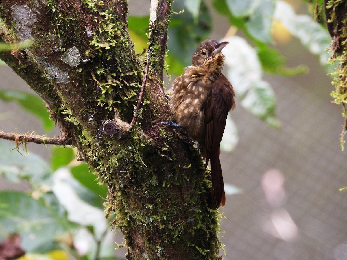 Spotted Woodcreeper - ML633200732
