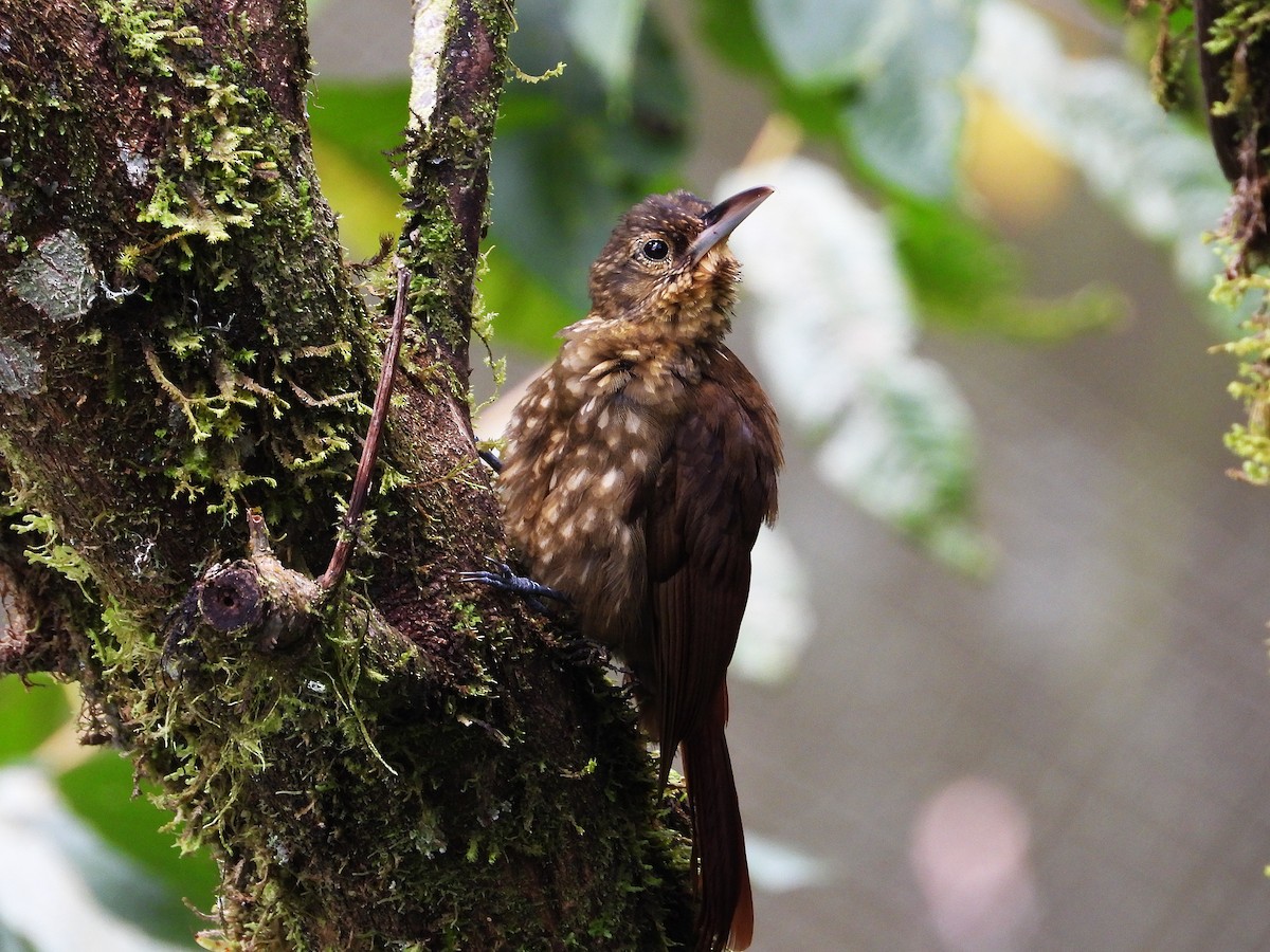 Spotted Woodcreeper - ML633200733