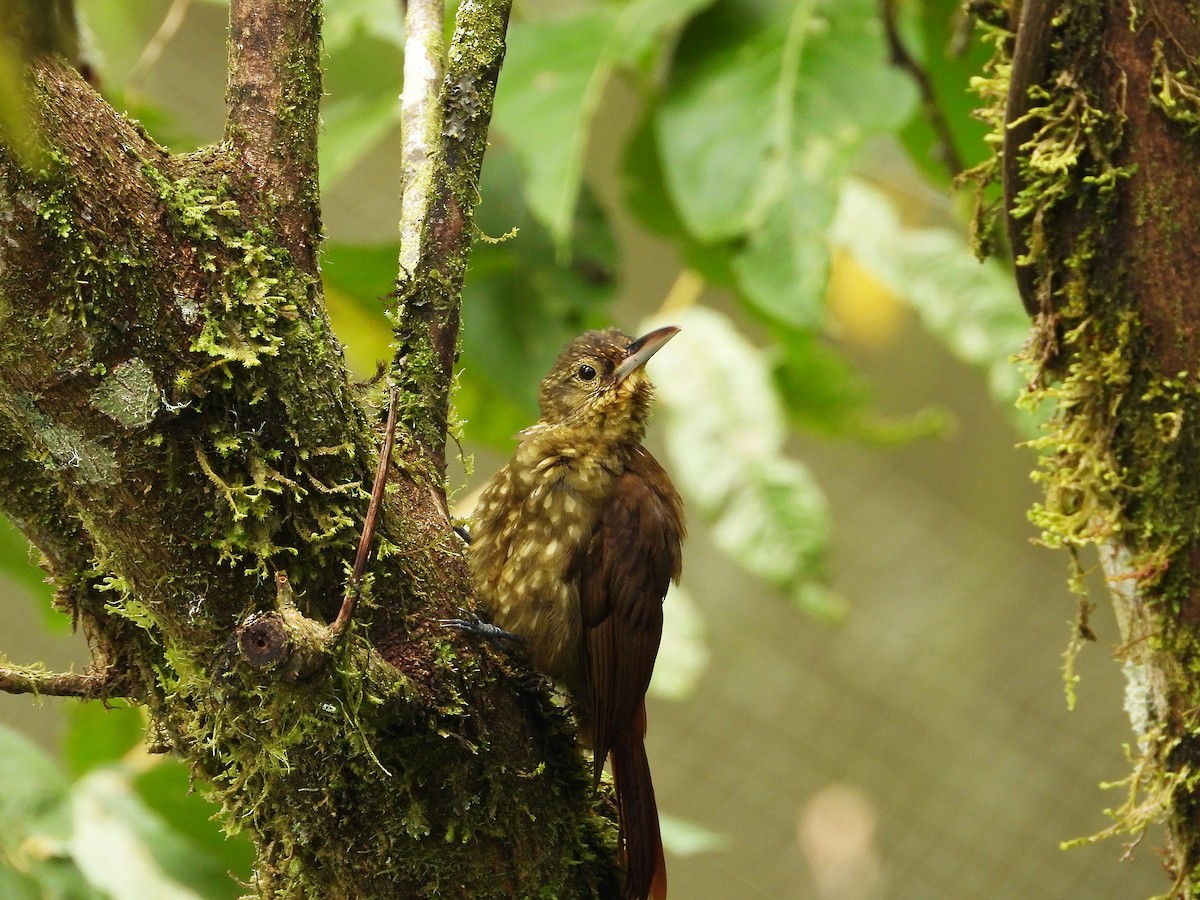 Spotted Woodcreeper - ML633200736