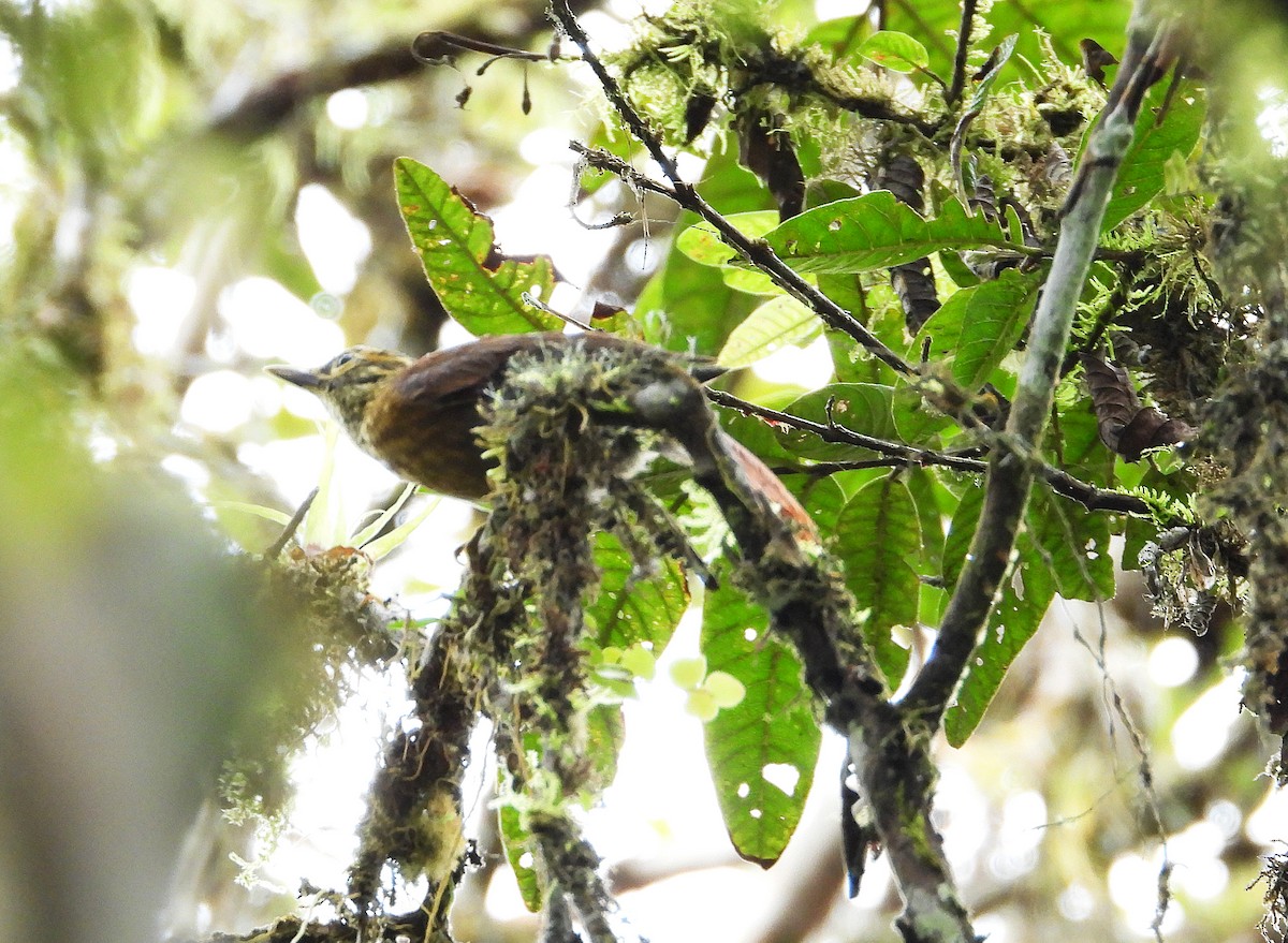 Scaly-throated Foliage-gleaner - ML633200762