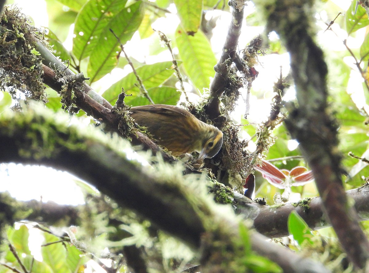 Scaly-throated Foliage-gleaner - ML633200768