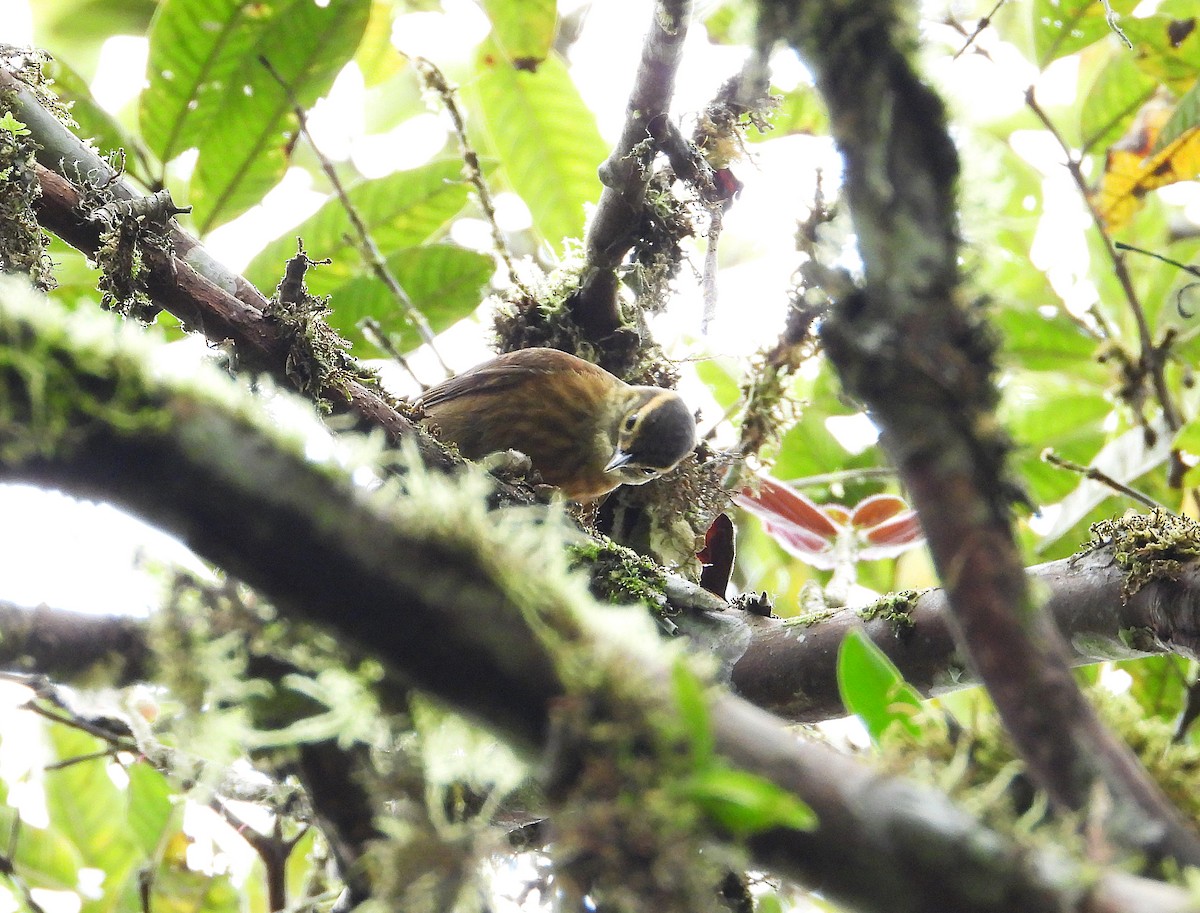 Scaly-throated Foliage-gleaner - ML633200771